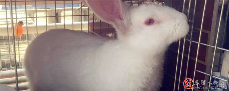 月月兔养殖技术（月月兔养殖技术视频）