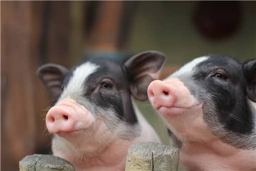 全国唯—的香猪保种基地在哪里