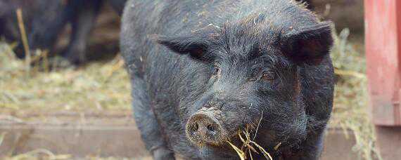 黑猪有几个品种 黑猪哪个品种最好
