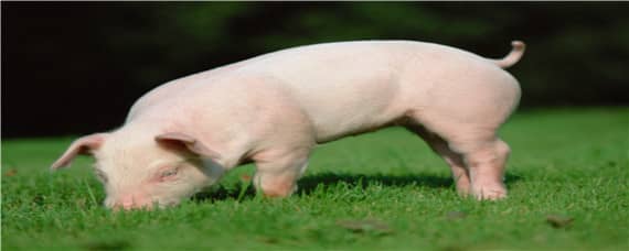 香猪能长多大多少斤 香猪最重多少斤