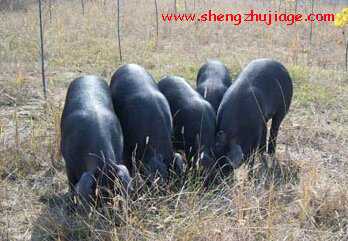 国家级猪新品种“豫南黑猪”介绍（河南黑猪品种）