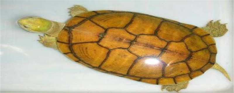 黄喉水龟和中华草龟的区别在哪（草龟和黄喉哪个水性好）