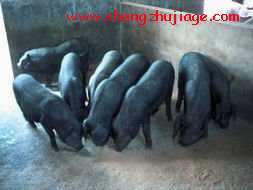 北京黑猪品种介绍 北京黑猪品种介绍图