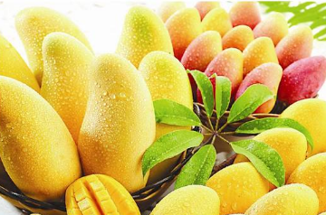 盆栽种植芒果的方法 芒果怎么养护