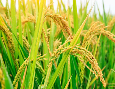 水稻催芽方法技巧 水稻应该怎么养殖