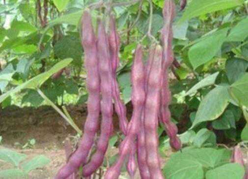 紫皮芸豆的功效与作用 紫皮芸豆的功效与作用