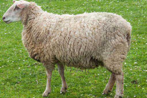 羊肉多少钱一斤