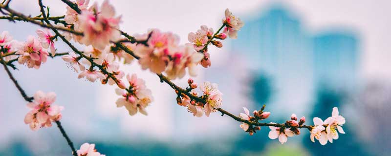 春天桃花的描写优美句子 描写春天桃花开的好句子 