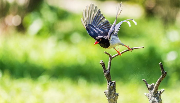 红嘴蓝鹊是几级保护动物 红嘴蓝鹊是属于几级保护动物