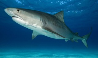如何辨认鲨鱼的牙齿 关于鲨鱼的牙齿知识