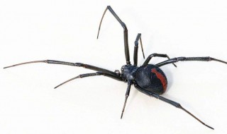 如何辨认黑寡妇蜘蛛 黑寡妇是不是蜘蛛