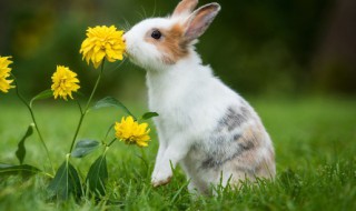 适合兔子使用的名字 兔子适合取啥名字