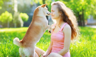 如何训练护卫犬 马犬怎么训练成护卫犬