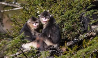 滇金丝猴属于国家几级保护动物 滇金丝猴是国家几级保护动物