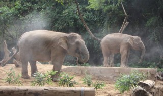 亚洲象属于几级重点保护野生动物 野生亚洲象是几级保护动物