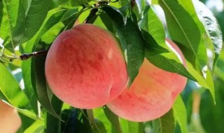 桃属于酸性还是碱性食物 桃子属于酸性还是碱性食品