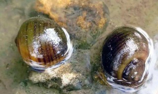 田螺和福寿螺的区别是什么 田螺和福寿螺怎么区别