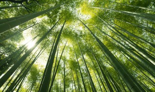 竹子属于哪一类植物 竹子属于哪一类植物被子还是裸子