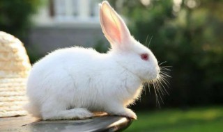 兔子的尾巴为什么那么 兔子的尾巴为什么那么短?