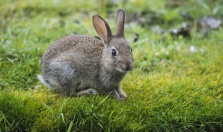 野兔属于保护动物吗 野兔是否属于保护动物