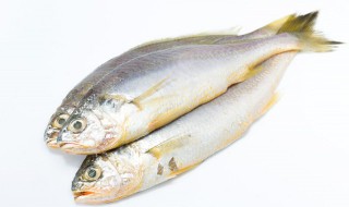 小黄花鱼的营养价值及功效与作用 黄花鱼的营养和功效与作用