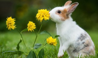 毛绒娇小的宠物兔子名字摸着很舒服 好听的小兔动物昵称