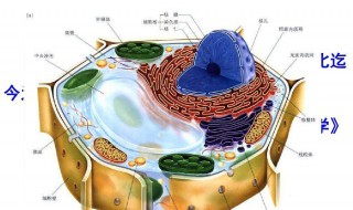 原核细胞和真核细胞的区别是什么（原核细胞和真核细胞有什么区别）