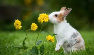 暖暖的宠物兔兔的名字雪白柔软（小白兔宠物名字）