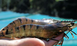 虎虾是淡水还是海水养殖 海水虾虎鱼可以淡水养吗