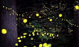 萤火虫外形特点 萤火虫外形特点,有趣之处