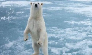 北极熊多高 北极熊多高和人对比