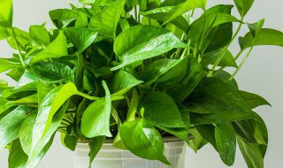 植物能吸收甲醛吗 绿色植物能吸收甲醛吗