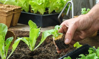 豆苗种植时间与方法 豆苗生长需要什么条件