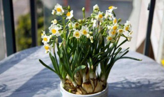 种什么花能给家里带来好风水（从风水上讲家里养什么花好）