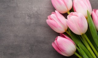 粉色郁金香代表什么 粉色郁金香代表什么花语