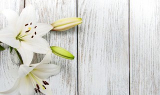 水仙百合的花语是什么 水仙百合花的寓意
