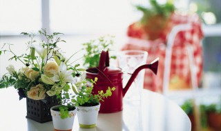 办公桌放什么植物招财 办公桌放什么植物招财开运