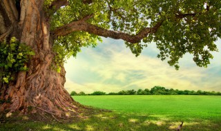 相思树的传说 相思树来源