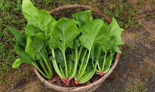 菠菜吃法大全家常 菠菜吃法