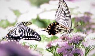 蝴蝶寓意和象征意义 蝴蝶含义和象征
