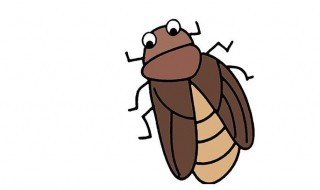 室内放什么可以驱蟑螂 家里放什么可以防止蟑螂