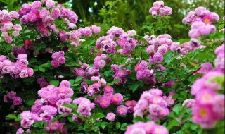 蔷薇种植方法及时间 蔷薇花种植方法和时间