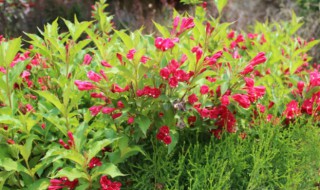 锦带花多品种怎么开花及繁殖 红花锦带的繁殖方法