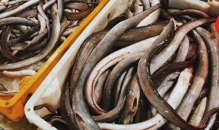 海鳗的营养价值与功效 海鳗的营养价值与功效及禁忌