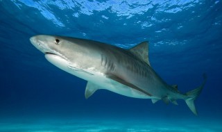 鲨鱼吃不吃人 鲨鱼吃不吃人类但是他吃鱼吗