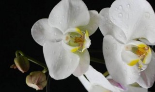 白色蝴蝶兰花语是什么
