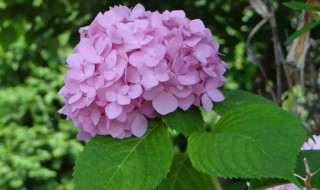 紫绣球花花语是什么 蓝紫色绣球花的花语
