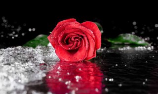 11朵红玫瑰花语是什么（11朵红色玫瑰花花语是什么?）