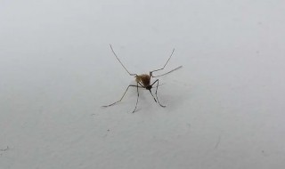 为什么蚊子喜欢在耳朵旁边飞（为什么蚊子喜欢在耳朵旁边飞,挖耳朵也无济于事）
