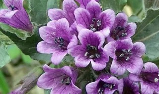紫花地丁的营养价值（紫花地丁的好处）